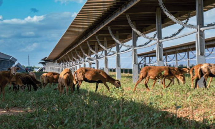 parc agrofotovoltaic in judetul iasi comuna tibanesti