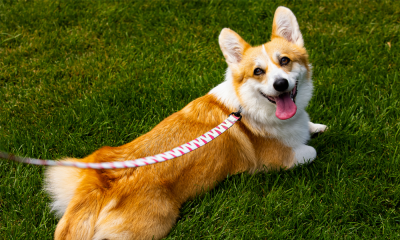 Palas și Palas Campus au devenit pet friendly